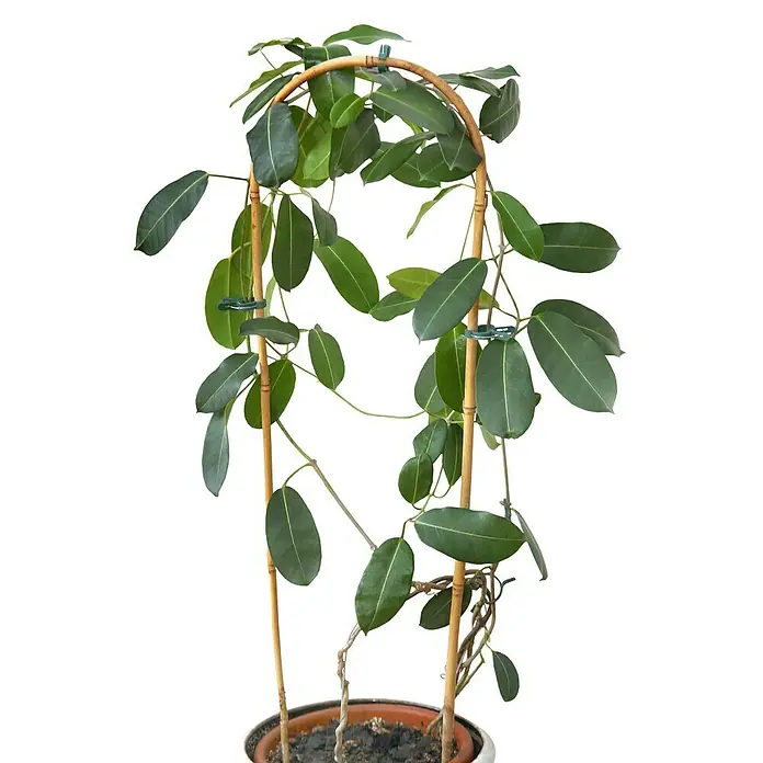 Floraworld Rankhilfe Bambus - 2 Stk., 23 x 90 cm, Holz - Eine Zimmerpflanze, die an einem Bambusbogen befestigt ist und in einem Topf steht, präsentiert ihre üppigen, grünen Blätter vor einem schwarzen Hintergrund.