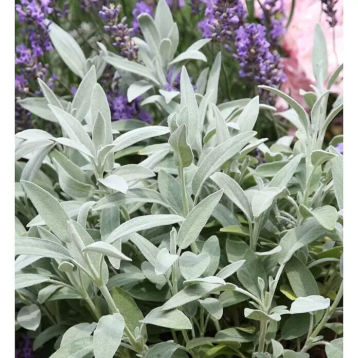 Blu Bio Marzipansalbei - Salvia officinalis, Topfgröße: 12 cm - Silbrig-grüne Blätter einer Pflanze mit verschwommenen lila Lavendelblüten im Hintergrund.