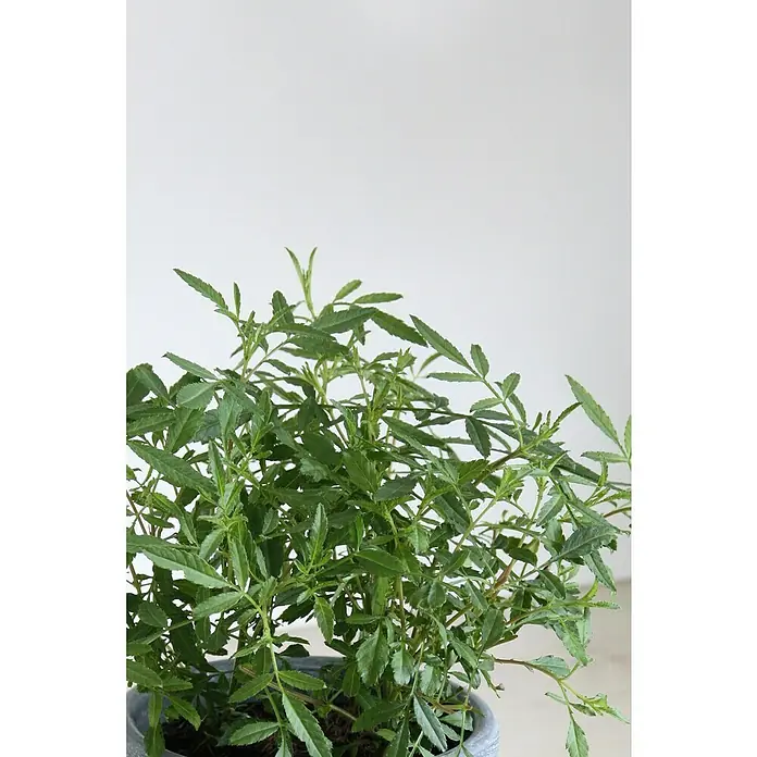 Blu Bio Zitronentagetes - Tagetes lemmonii compacta - Detailansicht einer Topfpflanze mit filigranen, grünen Blättern vor einem neutralen Hintergrund.