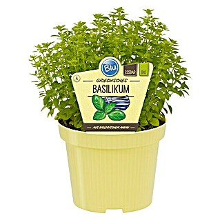 Blu Bio Griechisches Basilikum (Ocimum basilicum var. minimum, Topfgröße: 12 cm)