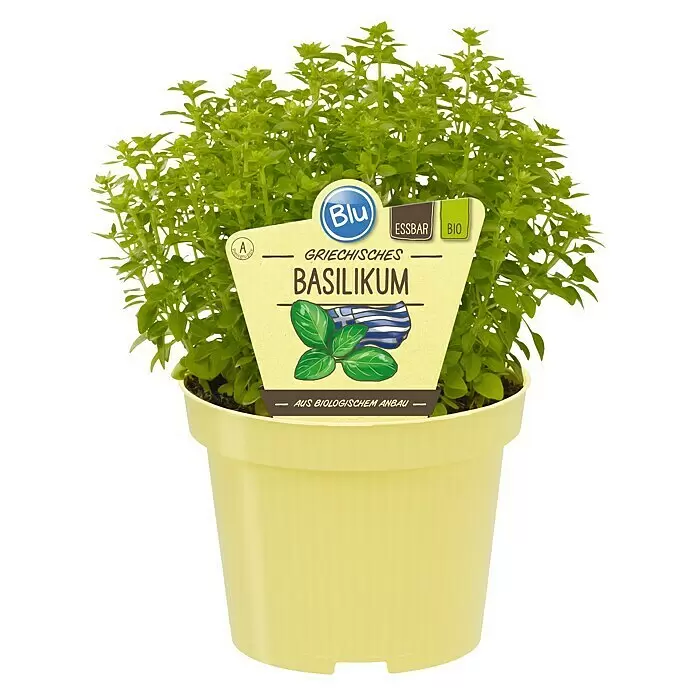 Blu Bio Griechisches Basilikum - Ocimum basilicum var. minimum, Topfgröße: 12 cm - Topf mit Griechischem Basilikum, grünen Blättern und gelbem Topf. Das Etikett kennzeichnet es als 'Griechisches Basilikum' aus Bio-Anbau.