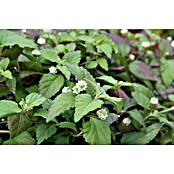 Piardino Blu Bio Aztekisches Süßkraut (Topfgröße: 12 cm)