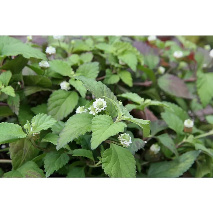 Blu Bio Aztekisches Süßkraut - Lippia dulcis - Foto der üppigen Phyla nodiflora Pflanze, die sich durch ihre grünen Blätter und zarten weißen Blüten auszeichnet.