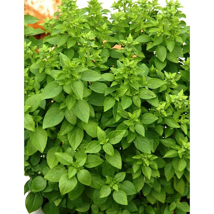 Blu Bio Griechisches Basilikum - Ocimum basilicum var. minimum, Topfgröße: 12 cm - Nahaufnahme eines üppigen Basilikumstrauchs mit grünen Blättern und zarten Blütenständen. Frisches Küchenkraut für vielfältige kulinarische Genüsse.