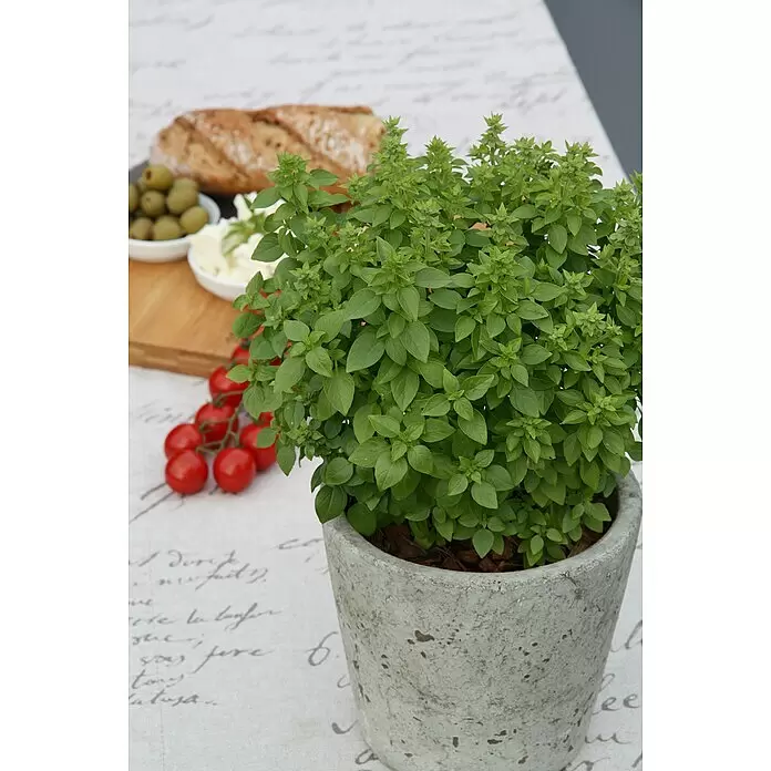Blu Bio Griechisches Basilikum - Ocimum basilicum var. minimum, Topfgröße: 12 cm - Üppige grüne Basilikumpflanze in einem strukturierten grauen Topf, präsentiert in einem Ambiente mit Brot, Oliven und Tomaten.