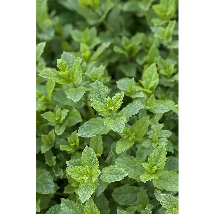 Blu Bio Minze Hugo - Mentha spicata - Nahaufnahme von frischer, grüner Minze mit gezackten Blättern, ideal für kulinarische Anwendungen und als aromatischer Kräutergartenakzent.