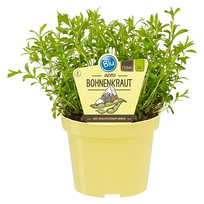 Blu Bio BohnenkrautSatureja montana, Topfgröße: 12 cm