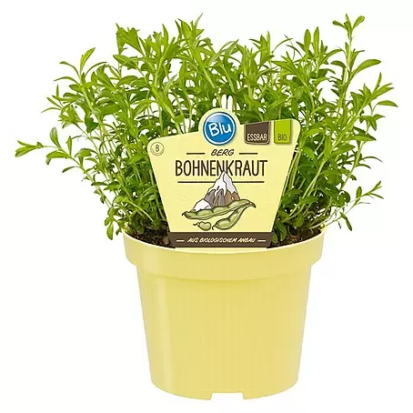 Blu Bio Bohnenkraut
