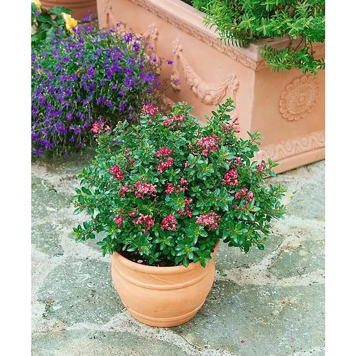 Escallonia - Escallonia 'Pink Elle', Tamaño de maceta: 3 cm - Hermosas flores de brezo rosa en una maceta de terracota, que añaden un toque encantador al jardín o al patio.