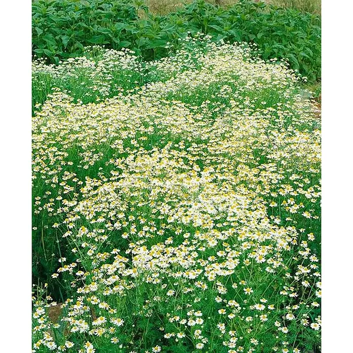Manzanilla - Matricaria chamomilla, Tamaño de maceta: 10 cm - Un campo de flores de manzanilla con pétalos blancos y centros amarillos, rodeado de follaje verde.