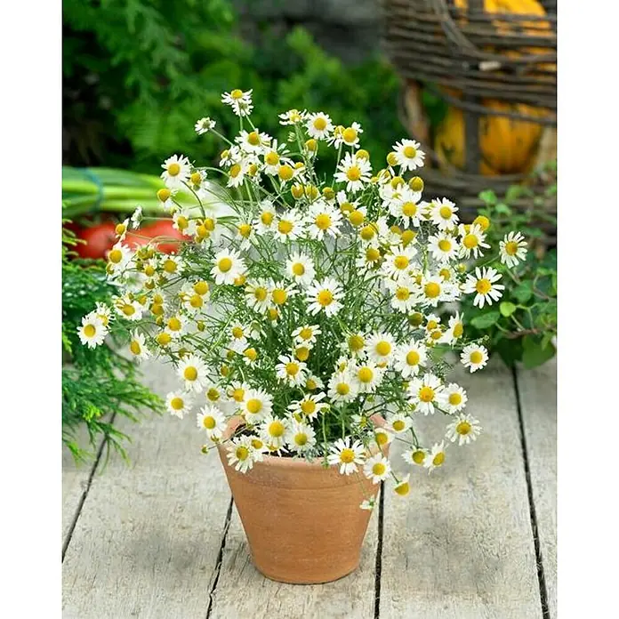 Manzanilla - Matricaria chamomilla, Tamaño de maceta: 10 cm - La imagen muestra una planta de manzanilla en maceta con sus delicadas flores blancas y amarillas, sobre una mesa rústica de madera.