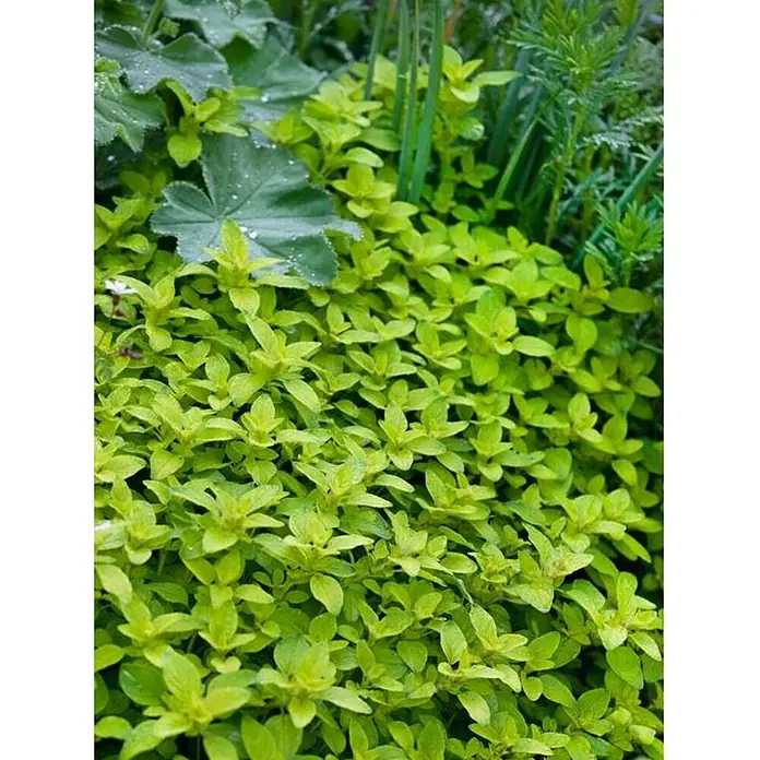 Orégano - Origanum vulgare, Tamaño de maceta: 10 cm - Un exuberante lecho de plantas verdes cubresuelos crea una alfombra densa en el jardín.