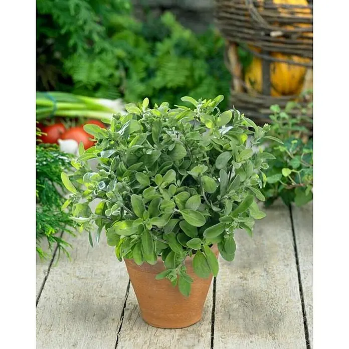 Mejorana - Origanum majorana, Tamaño de maceta: 10 cm - Una planta de orégano en maceta sobre una mesa de madera, con ingredientes frescos como tomates y cebollas al fondo.