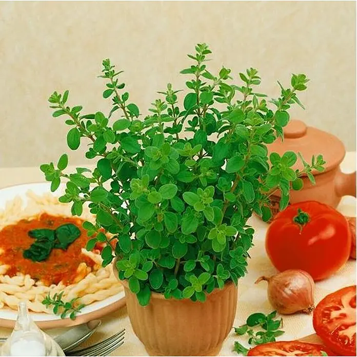 Mejorana - Origanum majorana, Tamaño de maceta: 10 cm - Una planta de orégano en maceta rodeada de ingredientes para una comida italiana: pasta, tomates y una cazuela de terracota.