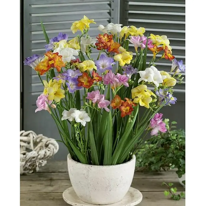 Fresia - Freesia, Tamaño de maceta: 14 cm - Arreglo floral de fresias en maceta blanca rústica con plato, ideal para dar un toque fresco y colorido a cualquier espacio.