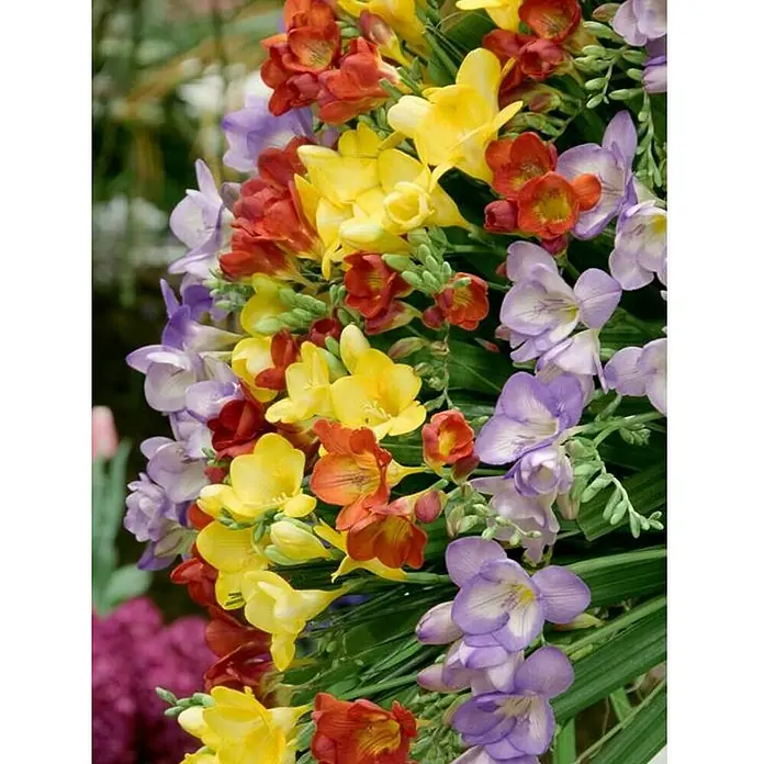 Fresia - Freesia, Tamaño de maceta: 14 cm - Esta imagen presenta un hermoso arreglo de flores de fresia en tonos de amarillo, rojo y púrpura, ofreciendo una exhibición vibrante y colorida de la naturaleza.