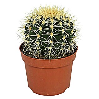 Piardino Cactus (Echinocactus grussonii, Tamaño de maceta: 12 cm)