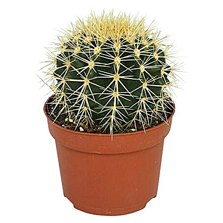Cactus (Echinocactus Grussoni, Tamaño de maceta: 15 cm)