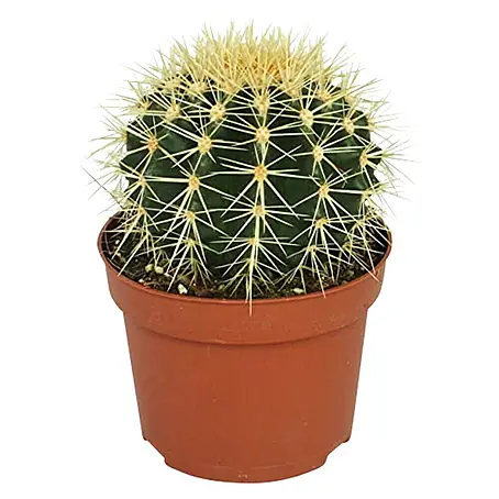 Piardino  Cactus
