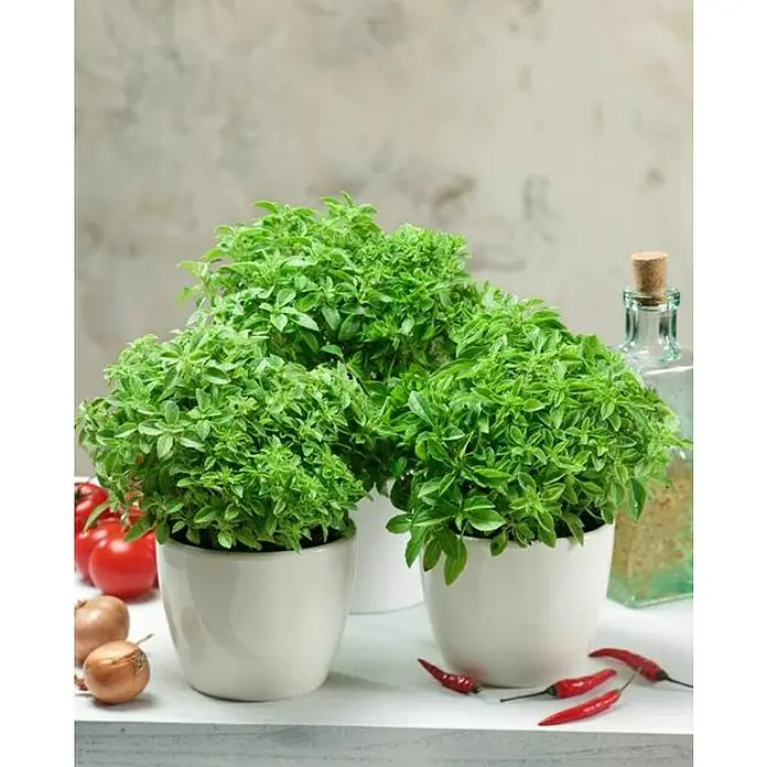 Piardino Albahaca - Ocimum basilicum, Tamaño de maceta: 11 cm - Tres plantas de albahaca en macetas blancas rodeadas de chiles rojos, tomates y una botella de aceite. Ideal para la cocina.