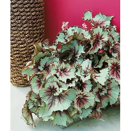 Begonia