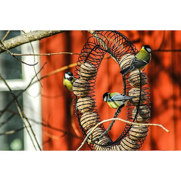 Riesenfutterring - Metall, Pulverbeschichtet, Schwarz - Ein spiralförmiger Futterspender mit Meisenknödeln, an dem sich vier Meisen erfreuen, ideal für die Vogelfütterung im Garten.
