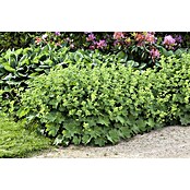 Alchemilla mollis 19winterhart