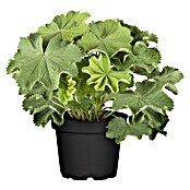 Alchemilla mollis 19winterhart