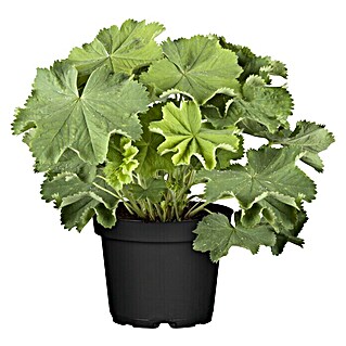 Piardino Frauenmantel (Alchemilla mollis, Topfgröße: 19 cm)