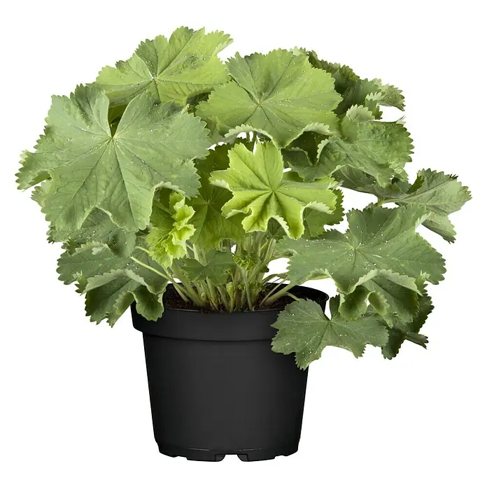 Piardino Frauenmantel - Alchemilla mollis, Topfgröße: 19 cm - Ein üppiger Frauenmantel (Alchemilla) in einem schwarzen Topf, mit seinen charakteristischen, runden Blättern, die Tautropfen tragen.