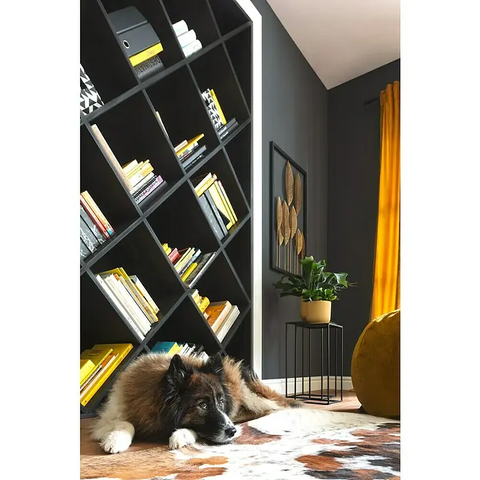 Esbeco Kuhfell - Exotisch Dunkel, 100 % Echtfell - Ein braun-weißer Hund liegt auf einem Kuhfellteppich vor einem schwarzen, schrägen Bücherregal, das mit Büchern gefüllt ist.