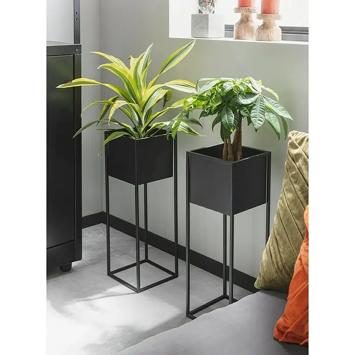 Piardino Drachenbaum - Dracaena fragrans Lemon Lime, Topfgröße: 17 cm, Blattfarbe: Grün/Dunkelgrün - Zwei hohe, schlanke, quadratische Pflanzenständer aus schwarzem Metall mit je einer grünen Pflanze darin.