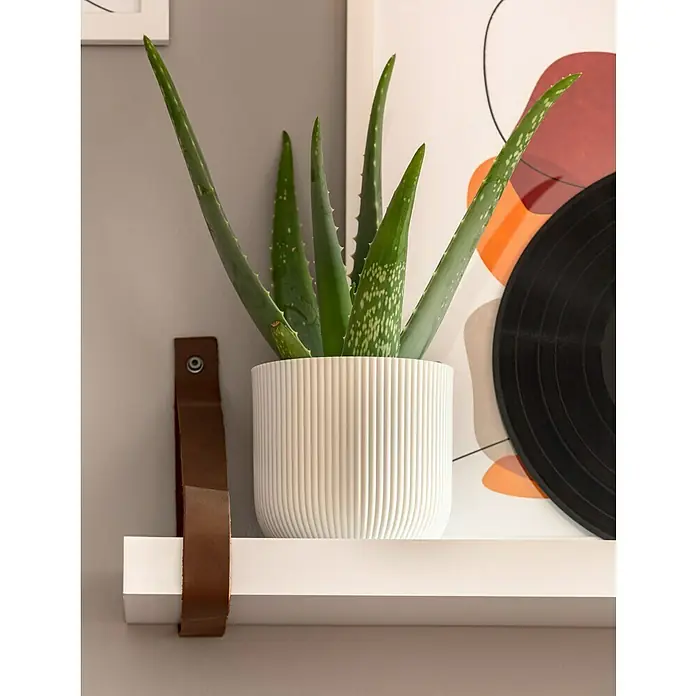 Dolle Regalhalter - 2 Stk., Leder, Traglast Einlegeboden: 12 kg - Nahaufnahme einer Aloe Vera Pflanze in einem gerippten Topf auf einem weißen Regal mit Lederriemen, daneben ein modernes Kunstwerk.
