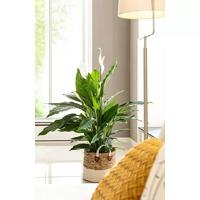 Piardino Einblatt - Spathiphyllum floribundum, Topfgröße: 21 cm - Stimmungsaufnahme