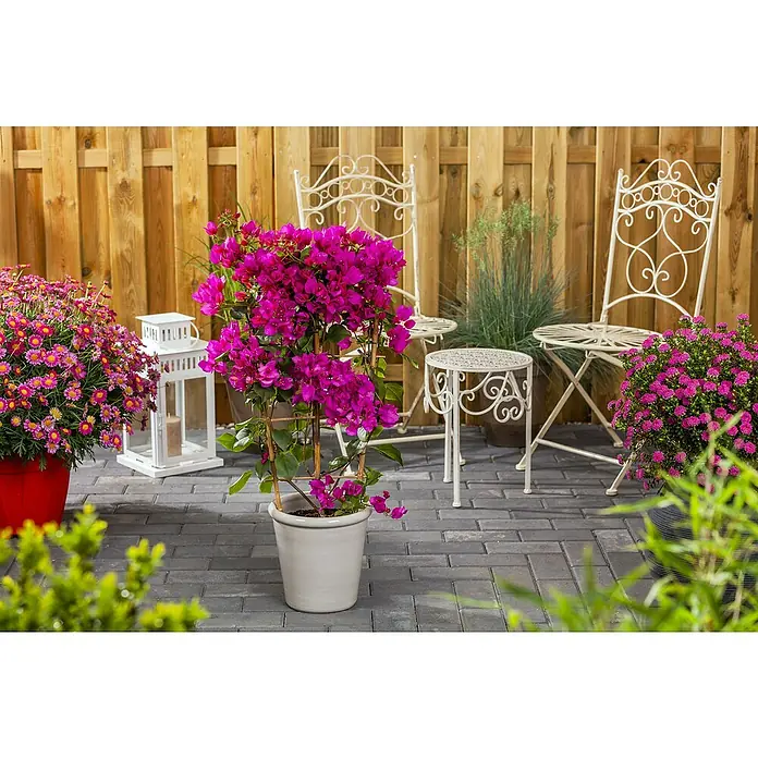 Piardino Buganvilla - Bougainvillea, Tamaño de maceta: 17 cm - Una vibrante escena de jardín que muestra una buganvilla en una maceta blanca, complementada con muebles de jardín decorativos y plantas florecientes.