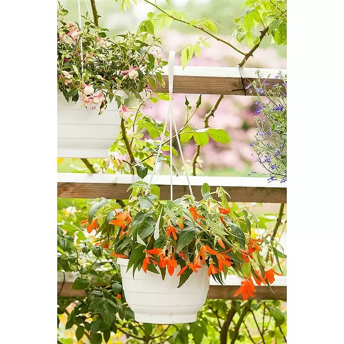 Piardino Begonie - Begonia Hybride, Topfgröße: 25, Sortenabhängig - Weiße Hängeampeln mit bunten Fuchsien- und Begonienblüten, an einem Holzspalier in einem üppigen Garten hängend.