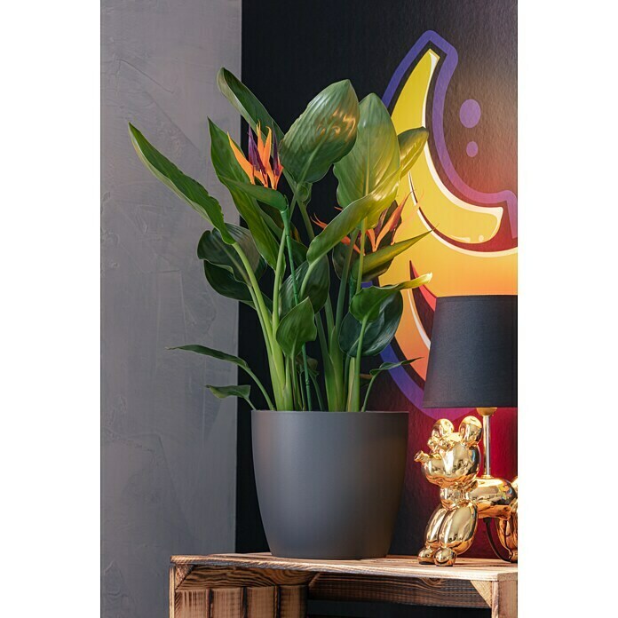 Elho Brussels Tegla za cvijeće (Ø x V: 20 x 19 cm, Antracit, Sjajno)