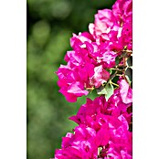 Bougainvillea spectabilis 21 Flachspalie