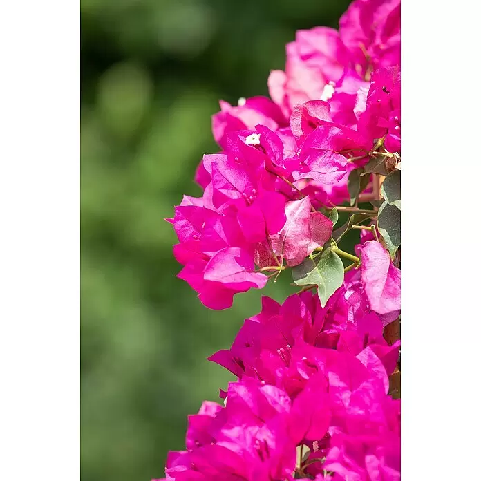 Piardino Drillingsblume Spalier - Bougainvillea glabra, Topfgröße: 21 cm - Leuchtend pinke Bougainvillea-Blüten an einem Ast.