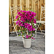 Bougainvillea spectabilis 21 Flachspalie