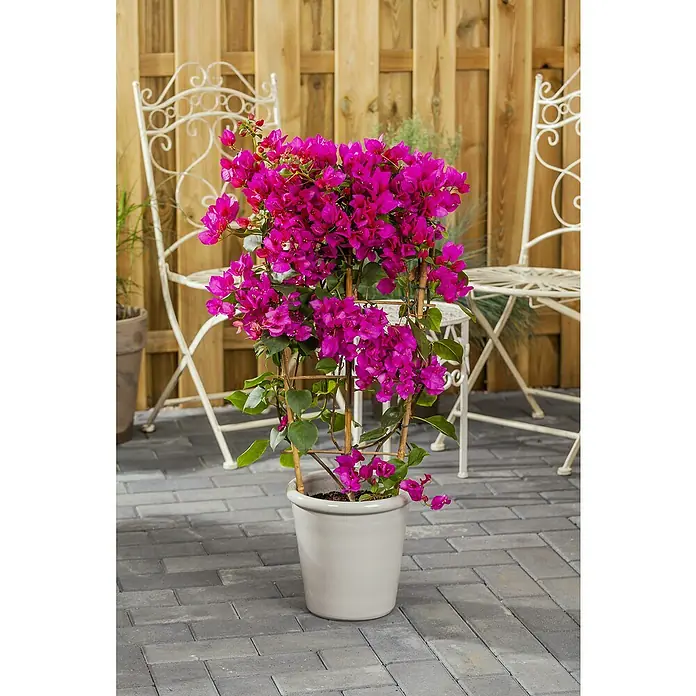 Piardino Drillingsblume Spalier - Bougainvillea glabra, Topfgröße: 21 cm - Eine üppige Bougainvillea in einem cremefarbenen Topf, die mit ihrem satten Pink einen schönen Farbakzent setzt. Perfekt für Terrasse und Balkon.