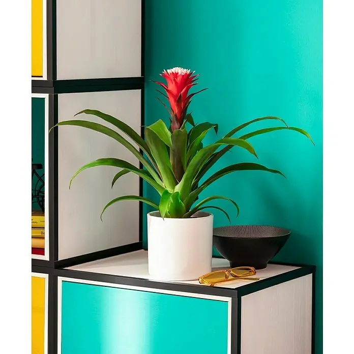 Regalux Regaltür & Rückwand-Set - 41,5 x 34,5 cm, Nadelholz - Nahaufnahme einer Bromelie-Pflanze mit roten Blüten in einem weißen Topf auf einem farbenfrohen Regal, daneben eine Schale und eine Brille.
