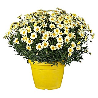 Piardino Strauchmargerite (Argyranthemum frutescens, Topfgröße: 18 cm, Gelb)