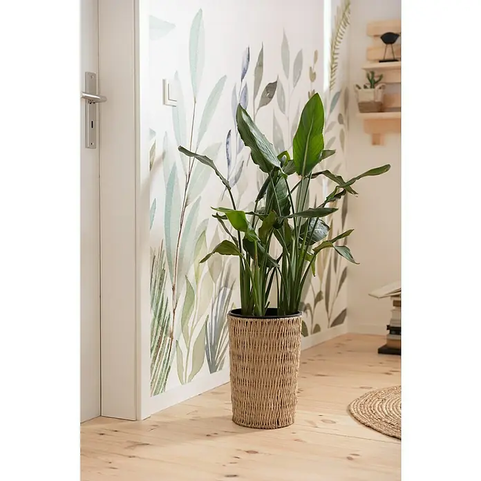 Komar Fototapete Breeze - 7 -tlg., B x H: 350 x 250 cm, Vlies - Zimmerpflanze in einem geflochtenen Topf, die mit ihren grünen Blättern und dem natürlichen Look die Raumatmosphäre belebt.