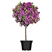 Bougainvillea 30 aufSolitaer Stamm