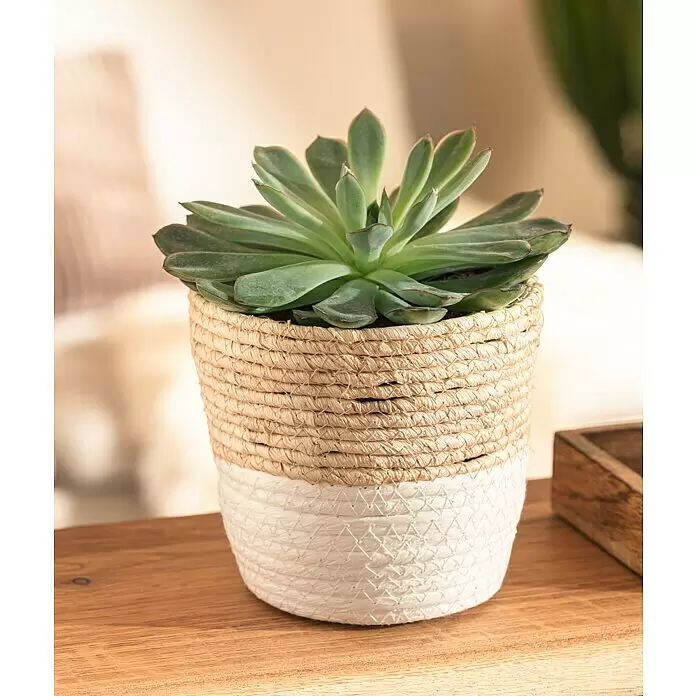 Mica Decorations Übertopf rund Rachel - Außenmaß (Ø x H): 16 x 16 cm, Natur/Weiß - Eine grüne Sukkulente in einem zweifarbigen, naturfarbenen und weißen geflochtenen Topf auf einer Holzoberfläche.