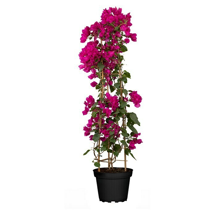Bougainvillea 30 aufSolitaer Stamm