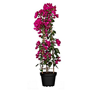 Piardino Drillingsblume Pyramide (Bougainvillea glabra, Topfgröße: 29 cm)