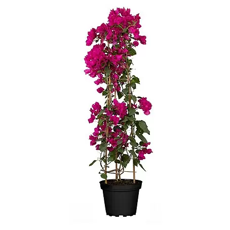 Piardino  Drillingsblume Pyramide