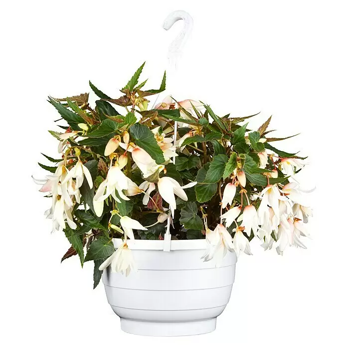Piardino Begonie - Begonia Hybride, Topfgröße: 25, Sortenabhängig - Weißer Hängetopf mit üppiger Begonie und vielen weißen, zartrosa glockenförmigen Blüten.